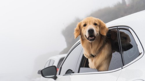 These Are The States With Bans On Leaving Your Dog In A Hot Car