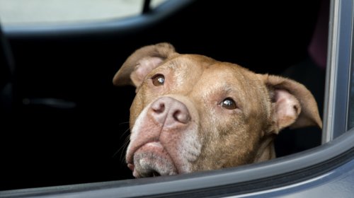 These Are The States With Bans On Leaving Your Dog In A Hot Car