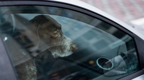 These States Have Rules In Place That Let You Rescue Dogs From Hot Cars