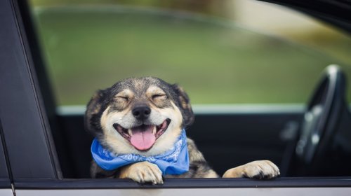 These States Have Rules In Place That Let You Rescue Dogs From Hot Cars