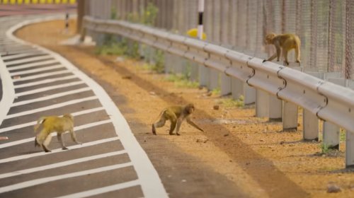 This Striped Road Design Helps India Slow Traffic And Protect Wildlife