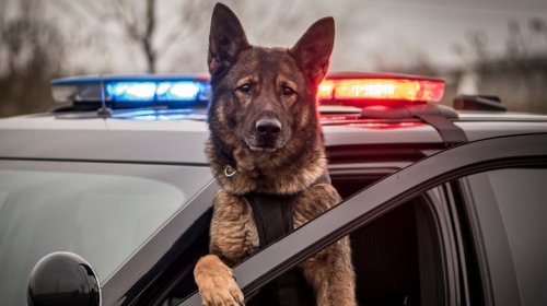 5 Features That Make Police Cars Different From Everyday Vehicles