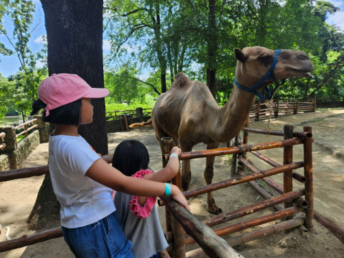 Tips Liburan Bareng Si Kecil, Eksplor Solo Safari Sewa Buggy Car Aja!