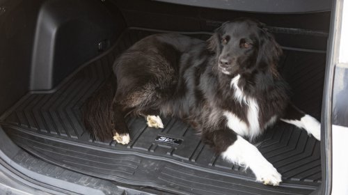 Custom-Fitted Floor Mats Cost Less Than You Think: Get 30% off 3W Liners