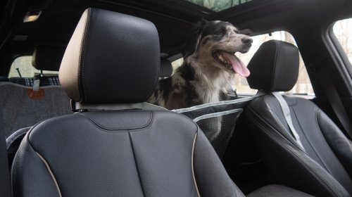 3W Liners’ Dog Seat Cover Is Cleverly Modular—and a Steal on Sale: The Rundown