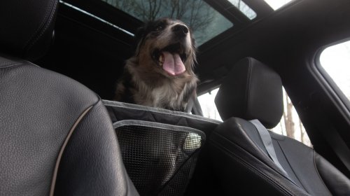 SEAT, 3W Liners’ Dog Seat Cover Is Cleverly Modular—and a Steal on Sale: The Rundown