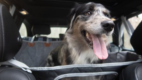 3W Liners’ Dog Seat Cover Is Cleverly Modular—and a Steal on Sale: The Rundown