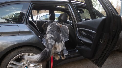 3W Liners’ Dog Seat Cover Is Cleverly Modular—and a Steal on Sale: The Rundown