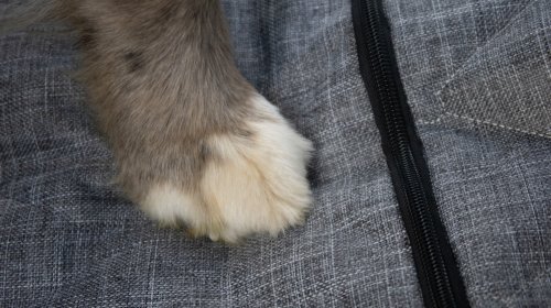 3W Liners’ Dog Seat Cover Is Cleverly Modular—and a Steal on Sale: The Rundown