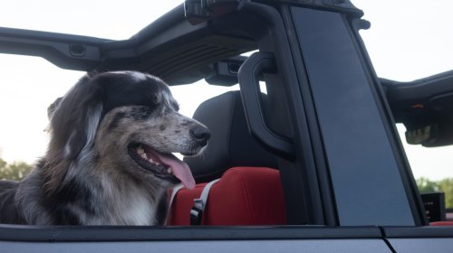 2026 Hummer EV Pickup Truck: The Dog Review