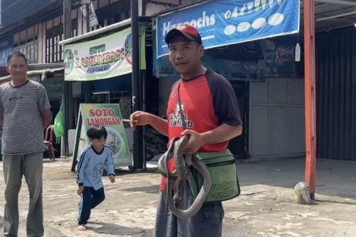 Waspada, Reptil Liar Rentan Masuk Kendaraan Saat Musim Hujan