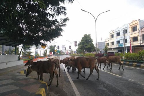 Video Petaka Balap Liar Tabrak Sapi yang Menyeberang