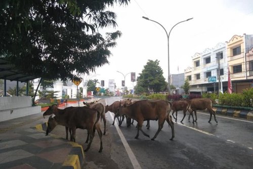 Video Petaka Balap Liar Tabrak Sapi yang Menyeberang