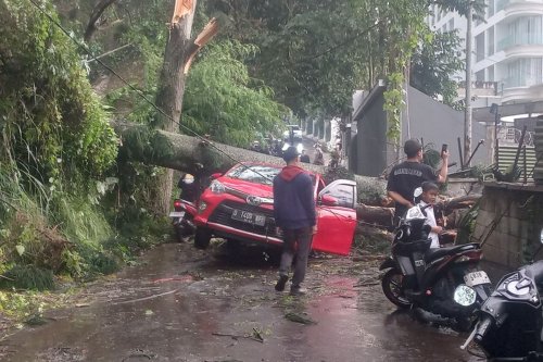 Pohon Tumbang Renggut Nyawa di Bandung: Pelajaran Keselamatan Jalan