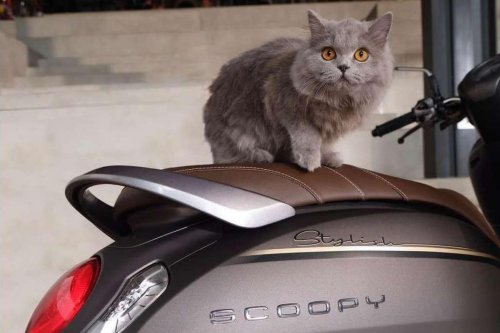 Ini Cara Ampuh Lindungi Jok Motor dari Cakaran Kucing