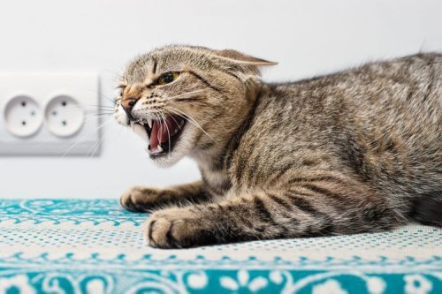 Ini Cara Ampuh Lindungi Jok Motor dari Cakaran Kucing