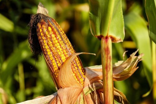 Toyota, Strategi Toyota: Bioetanol untuk Kemandirian Energi Indonesia