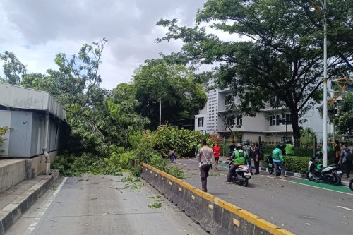 Ada Pohon Tumbang di Kawasan Senayan, Rute Transjakarta Dialihkan