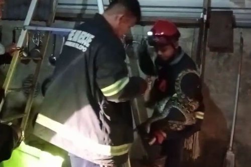 Waspada, Reptil Liar Rentan Masuk Kendaraan Saat Musim Hujan