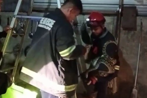 Waspada, Reptil Liar Rentan Masuk Kendaraan Saat Musim Hujan