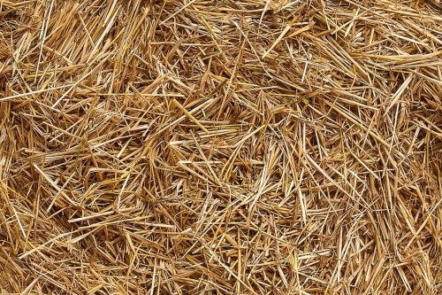 BRIN: Riset Jerami Jadi Biofuel Masih Banyak Tantangan