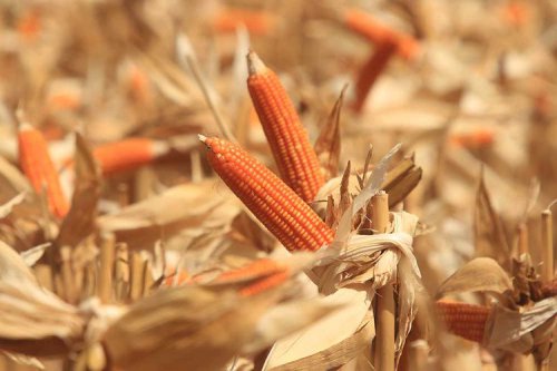 Etanol di BBM: Ini Kata Pakar Soal Dampak Baik dan Buruknya