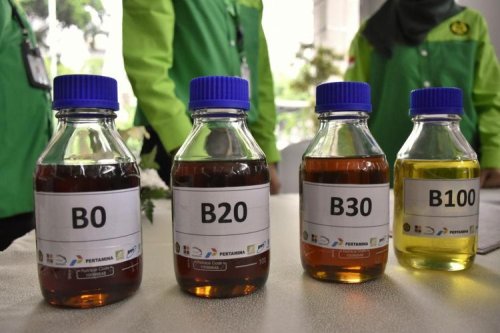 Inovasi Buah Simpalak Jadi Sumber Energi Terbarukan