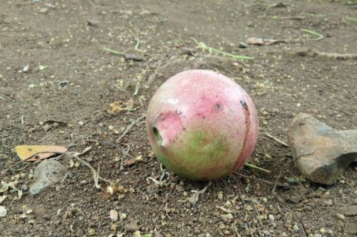 Inovasi Buah Simpalak Jadi Sumber Energi Terbarukan