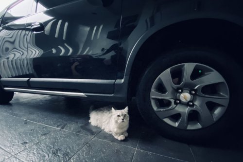 Kenapa Kucing Suka Sembunyi di Kolong Mobil? Ini Penjelasan Ahli