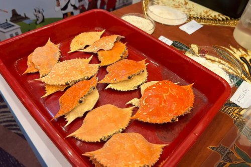 Inovasi Energi Ramah Lingkungan dari Limbah Kepiting