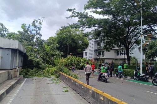 Ada Pohon Tumbang Timpa Mobil di Senayan, Ini Rute Alternatifnya