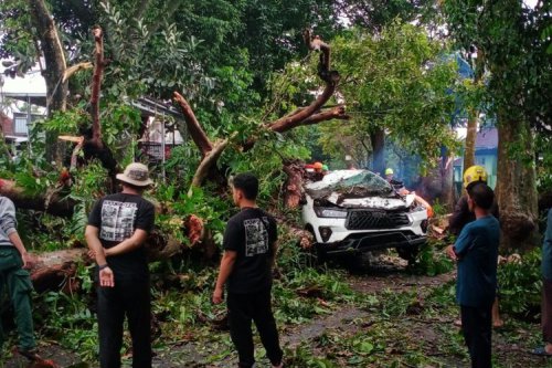 Saat Hujan Deras, Waspada Bahaya Pohon Tumbang di Jalan