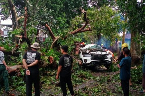 Saat Hujan Deras, Waspada Bahaya Pohon Tumbang di Jalan