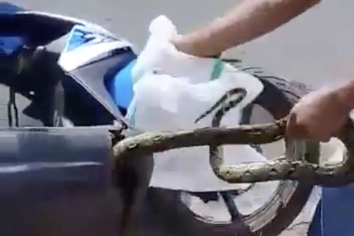 Bukan Pakai Garam, Ini Trik Cegah Ular Masuk ke Motor atau Mobil