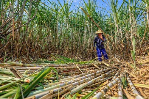 Biofuel Jangan Sampai Ganggu Ketahanan Pangan