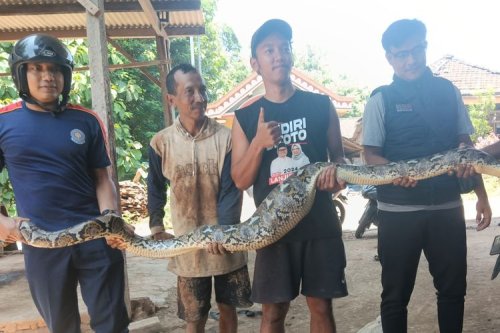 Bukan Pakai Garam, Ini Trik Cegah Ular Masuk ke Motor atau Mobil