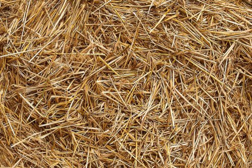 Inovasi Bobibos: Jerami Jadi Bahan Bakar, Fakta atau Mitos?