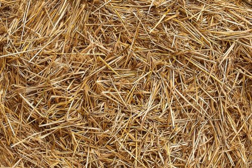 Inovasi Bobibos: Jerami Jadi Bahan Bakar, Fakta atau Mitos?