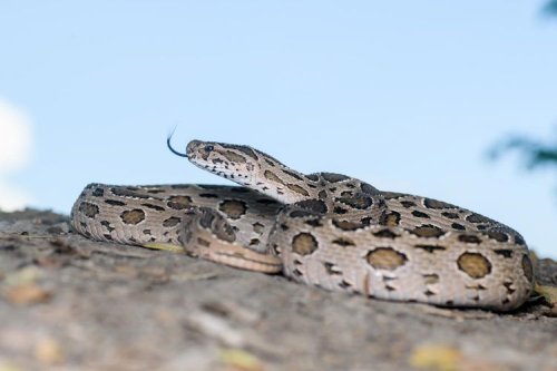 Video Viral, Ular Besar Tiba-tiba Muncul di Kaca Mobil