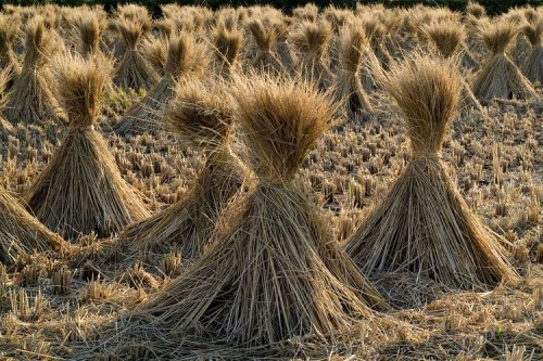 Ragam Sumber Etanol untuk BBM Ramah Lingkungan di Indonesia