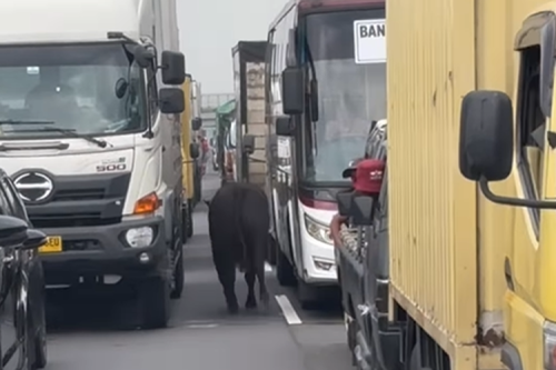Dua Ekor Sapi Lepas dan Berkeliaran di Tol Japek, Begini Kronologinya