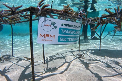Mpmx Tanam 500 Terumbu Karang di Pulau Messah Labuan Bajo