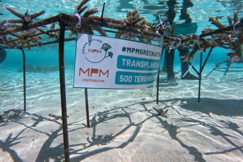 Mpmx Tanam 500 Terumbu Karang di Pulau Messah Labuan Bajo