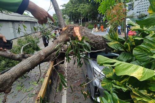 Mobil Tertiban Pohon Tumbang, Bisa Klaim Asuransi?