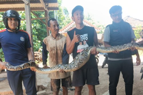 Waspada, Reptil Liar Rentan Masuk Kendaraan Saat Musim Hujan
