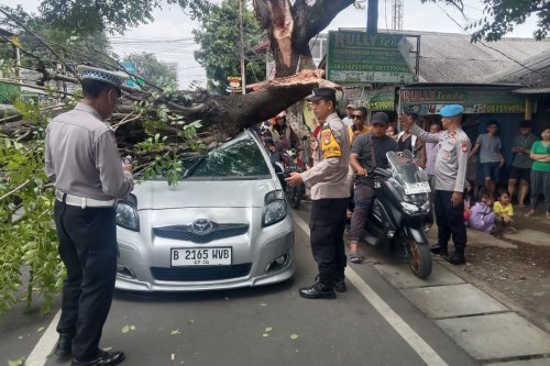 Saat Hujan Deras, Waspada Bahaya Pohon Tumbang di Jalan