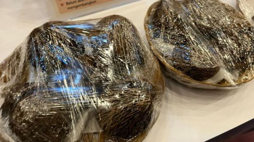 Unik! Buah Pengusir Tikus Ini Disulap Siswa SMA Jadi Bahan Bakar