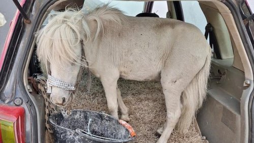 Waduh! Cewek Ini Nekat Angkut Kuda Hidup Pakai Mobil