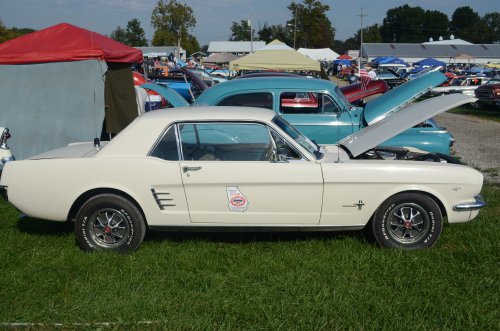 Mustangs At the Pumpkin Run
