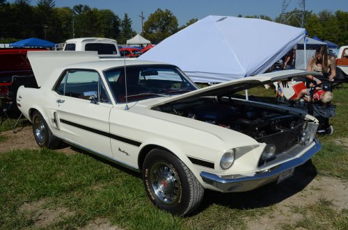 Mustang at the Pumpkin Run
